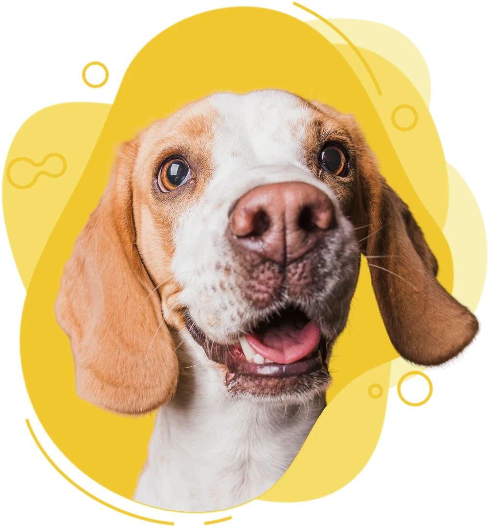 Hotel canino en tenerife
