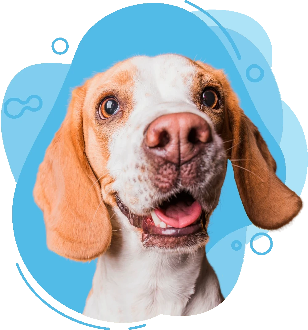 Hotel canino en tenerife