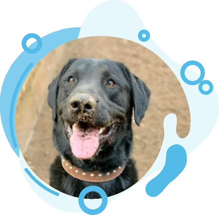 Hotel canino en tenerife