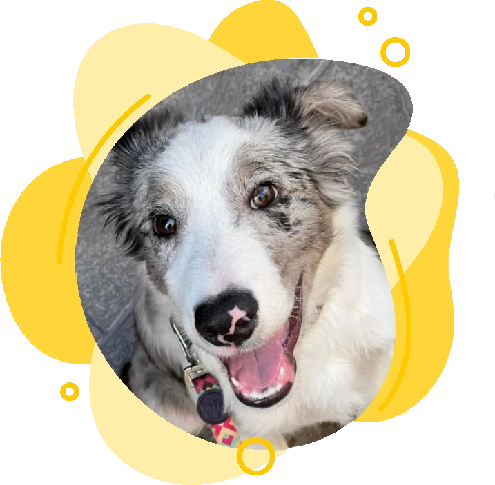 Hotel canino en tenerife
