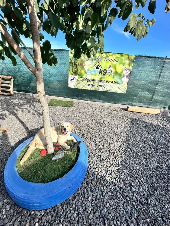 hotel canino tenerife