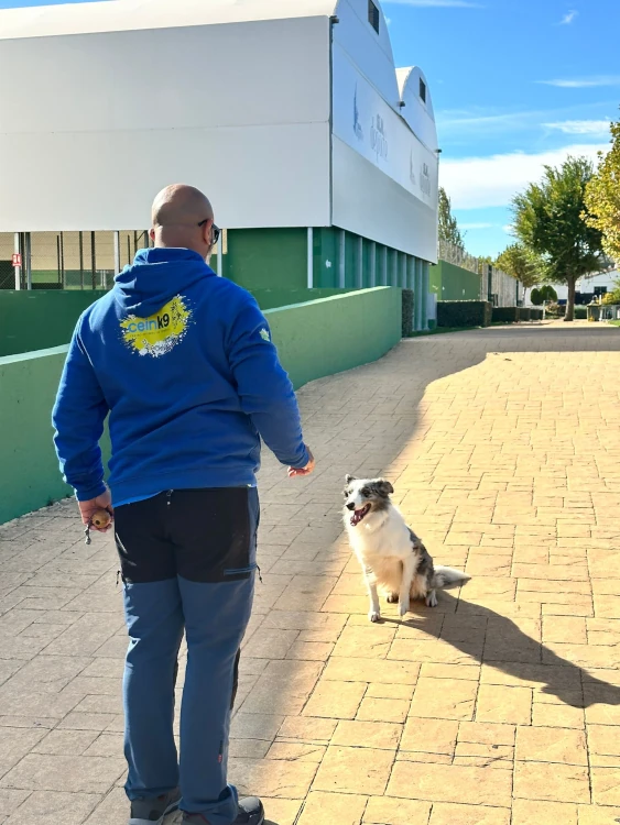 obediencia deportiva